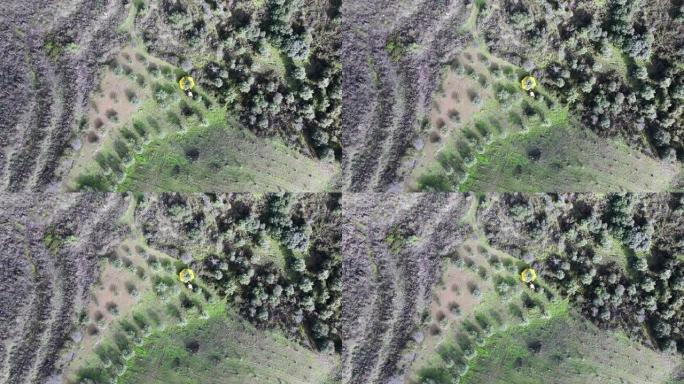 葡萄牙的橄榄收成