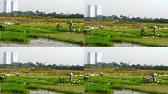 在背景图中，稻农在新摩天大楼旁劳作