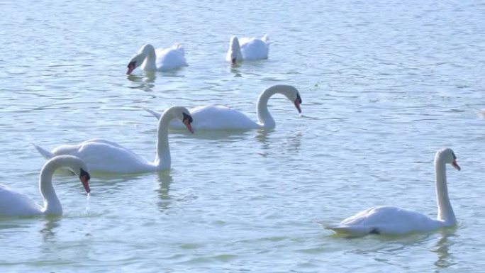 4k宽镜头组美丽的白天鹅在湖中游泳。天鹅湖野生动物的自然、爱心和环保理念。