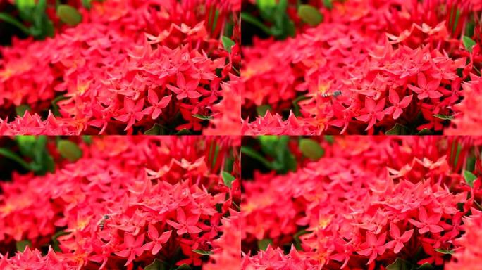 花园背景中的红色Ixora花朵和绿色叶子1