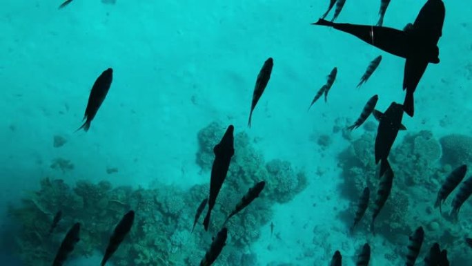 在红海珊瑚的背景上，许多黑色的鱼在绿松石水中游泳，特写，俯视图 (8)
