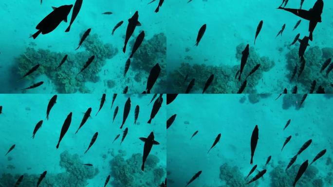 在红海珊瑚的背景上，许多黑色的鱼在绿松石水中游泳，特写，俯视图 (8)