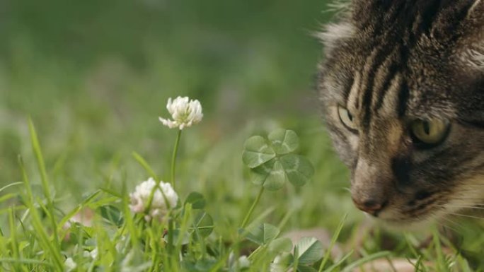 美丽的棕色猫嗅着幸运的四叶草。