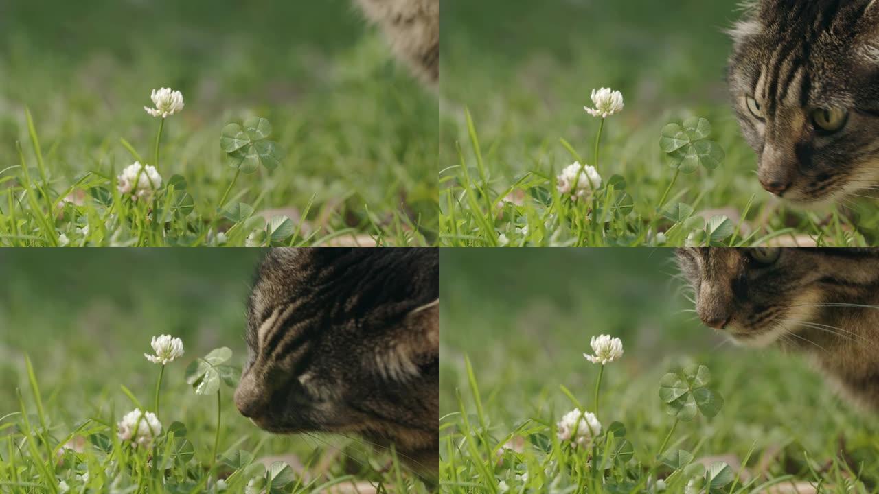 美丽的棕色猫嗅着幸运的四叶草。