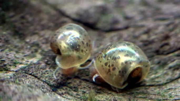 水蜗牛，急性水蜗牛