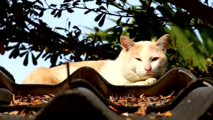 猫躺在屋顶上土猫小猫宠物