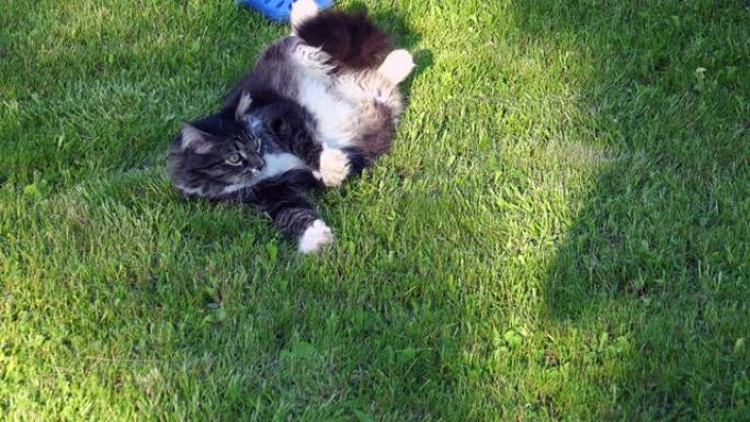 灰猫在草地上休息和翻筋斗。4K。
