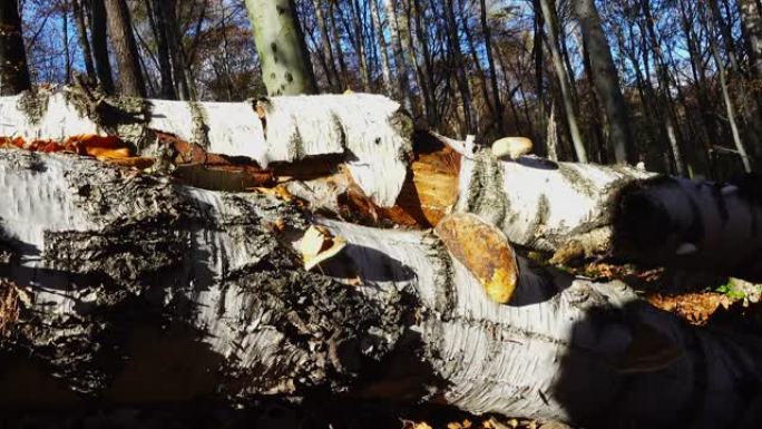 树干上的木材真菌。