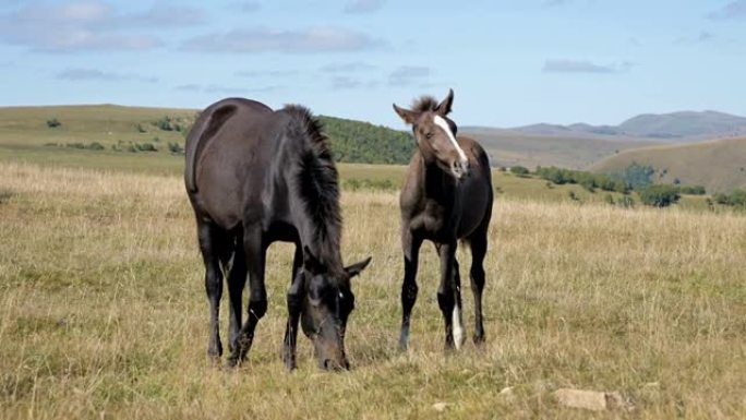 一匹黑马在高山草甸上放牧，周围是小马驹。农场。马匹繁殖