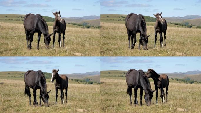 一匹黑马在高山草甸上放牧，周围是小马驹。农场。马匹繁殖