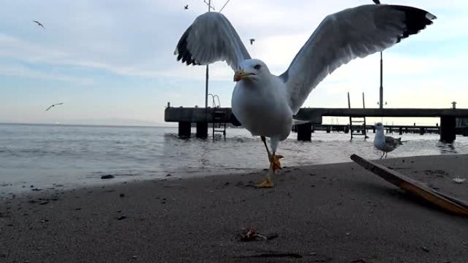 海滩上的海鸥海鸥飞翔海鸥海鸟沙滩觅食