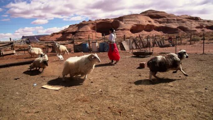 纳瓦霍族少女在羊圈里用小羊羔