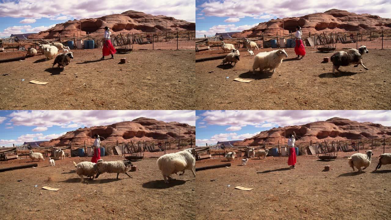 纳瓦霍族少女在羊圈里用小羊羔