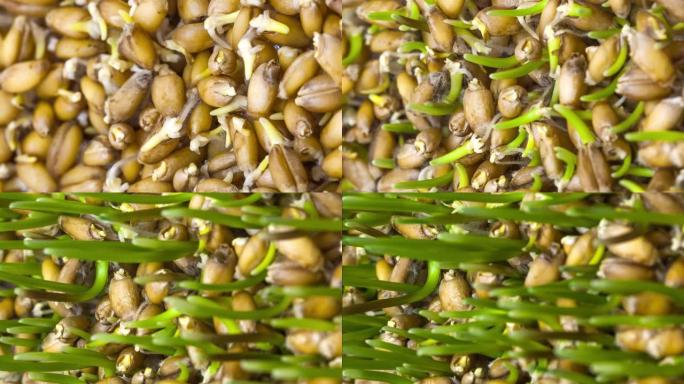 从白色背景上的种子生长的小麦的4k垂直延时。从种子生长的普通小麦。9:16比例的垂直时间流逝手机和社