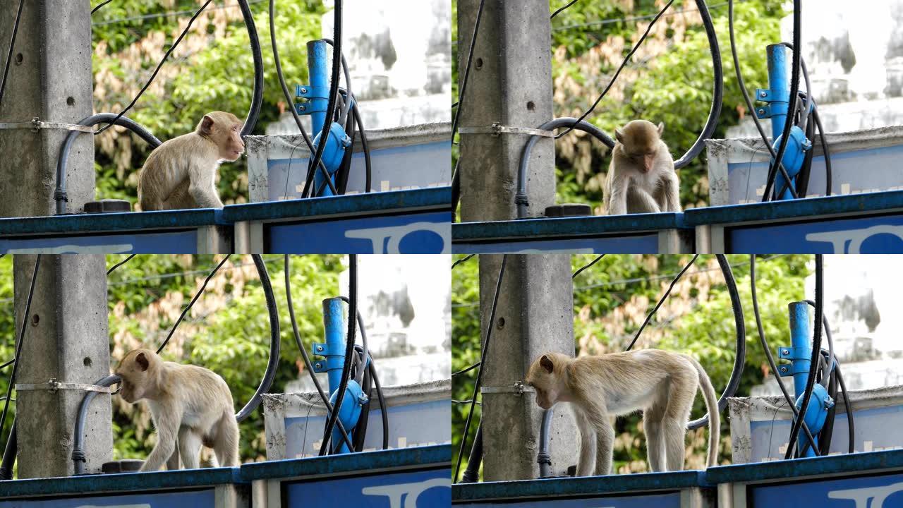 城里的猴子。野生动物动物保护稀有动物