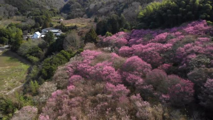 日本墨水美景植被