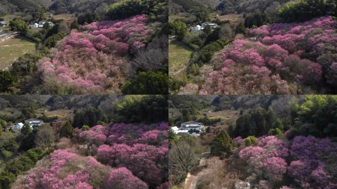 日本墨水美景植被