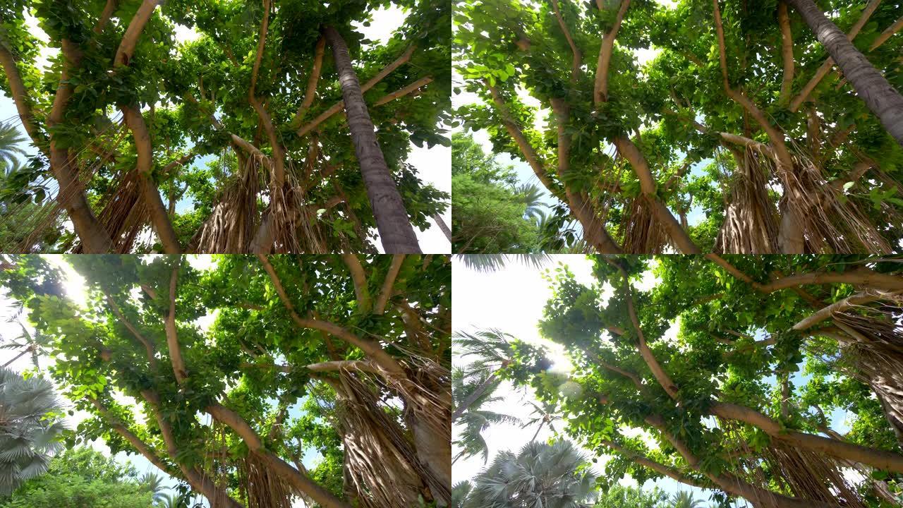 在夏威夷的大榕树下以4k慢动作60fps旋转