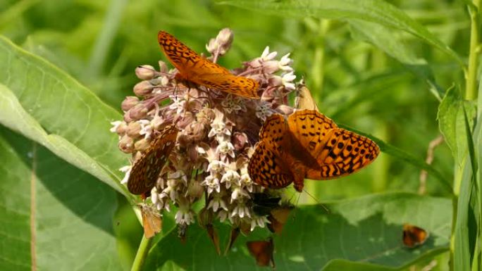 忙碌的花朵有多种类型的蝴蝶和小虫子
