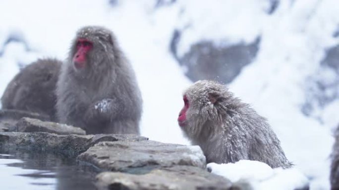 当雪花落下时，成年雪猴坐在山上的温泉附近。日本猕猴。红色相机。