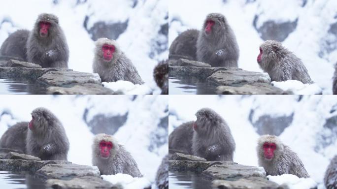 当雪花落下时，成年雪猴坐在山上的温泉附近。日本猕猴。红色相机。