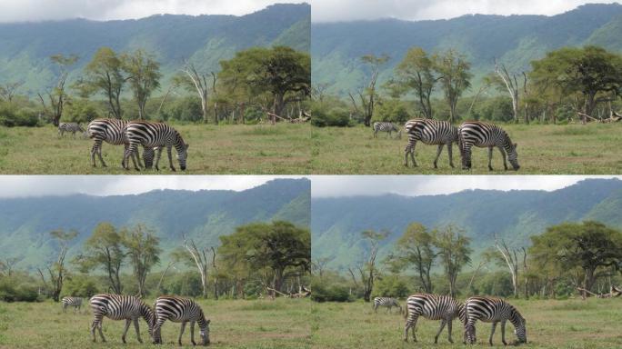 在坦桑尼亚恩戈罗恩戈罗火山口行走的斑马