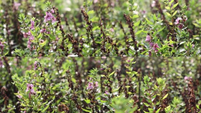 阳光明媚的日子里田野里紫色薰衣草花的特写照片。