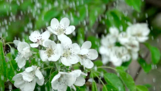 雨中有花的樱桃枝。特写。慢动作。水滴落在绿叶和白花上。特写。樱桃花春天盛开。