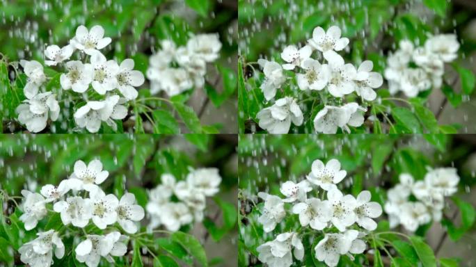 雨中有花的樱桃枝。特写。慢动作。水滴落在绿叶和白花上。特写。樱桃花春天盛开。