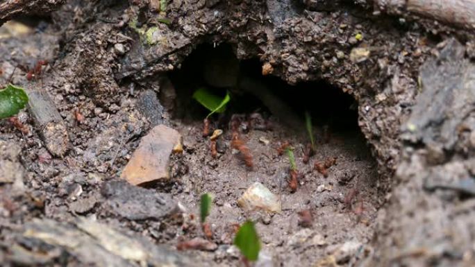 蚂蚁在土壤洞穴中行走的特写镜头