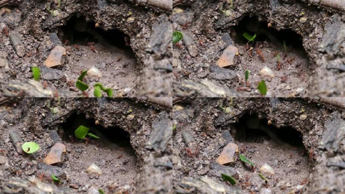 蚂蚁在土壤洞穴中行走的特写镜头