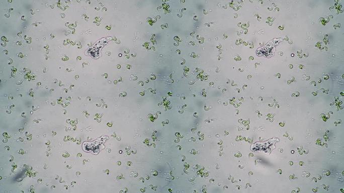 变形虫在藻类之间的水中移动特写