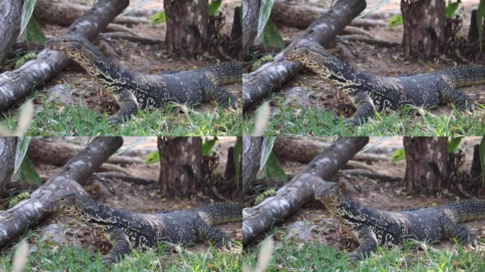 Varanid蜥蜴亚洲水监视器一只大型爬行动物弹动他或她的叉子分裂分叉舌头进出
