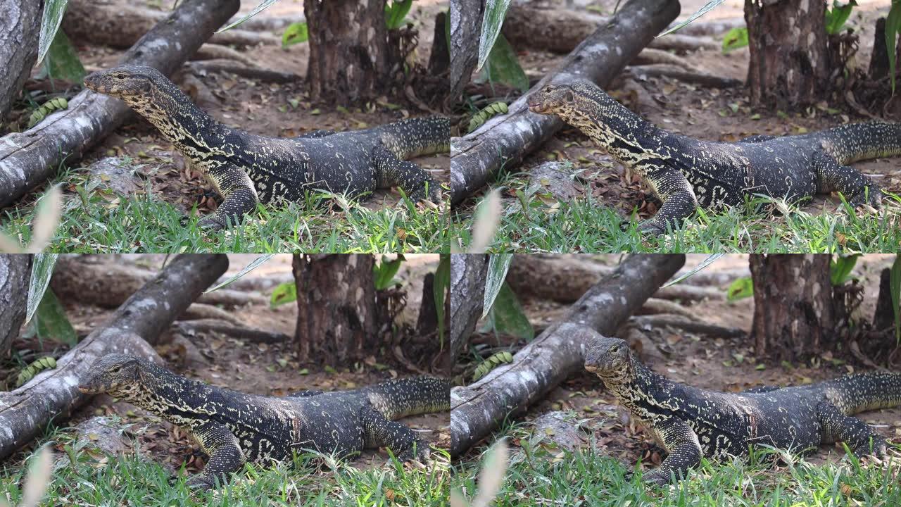 Varanid蜥蜴亚洲水监视器一只大型爬行动物弹动他或她的叉子分裂分叉舌头进出