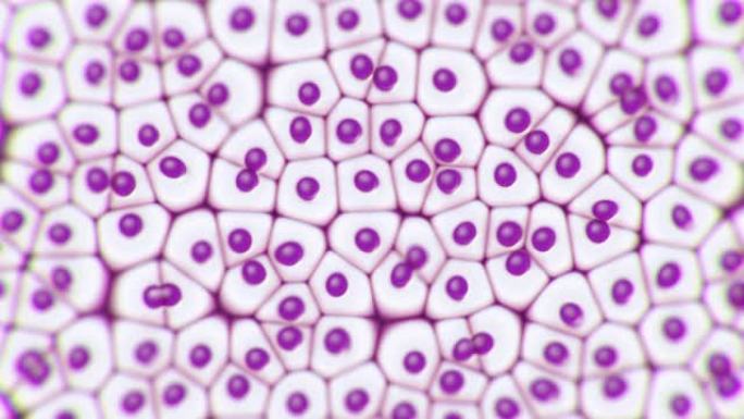 显微镜下肝细胞的动画。疾病的研究、搜索和治疗。4k中的医学、生物和科学镜头