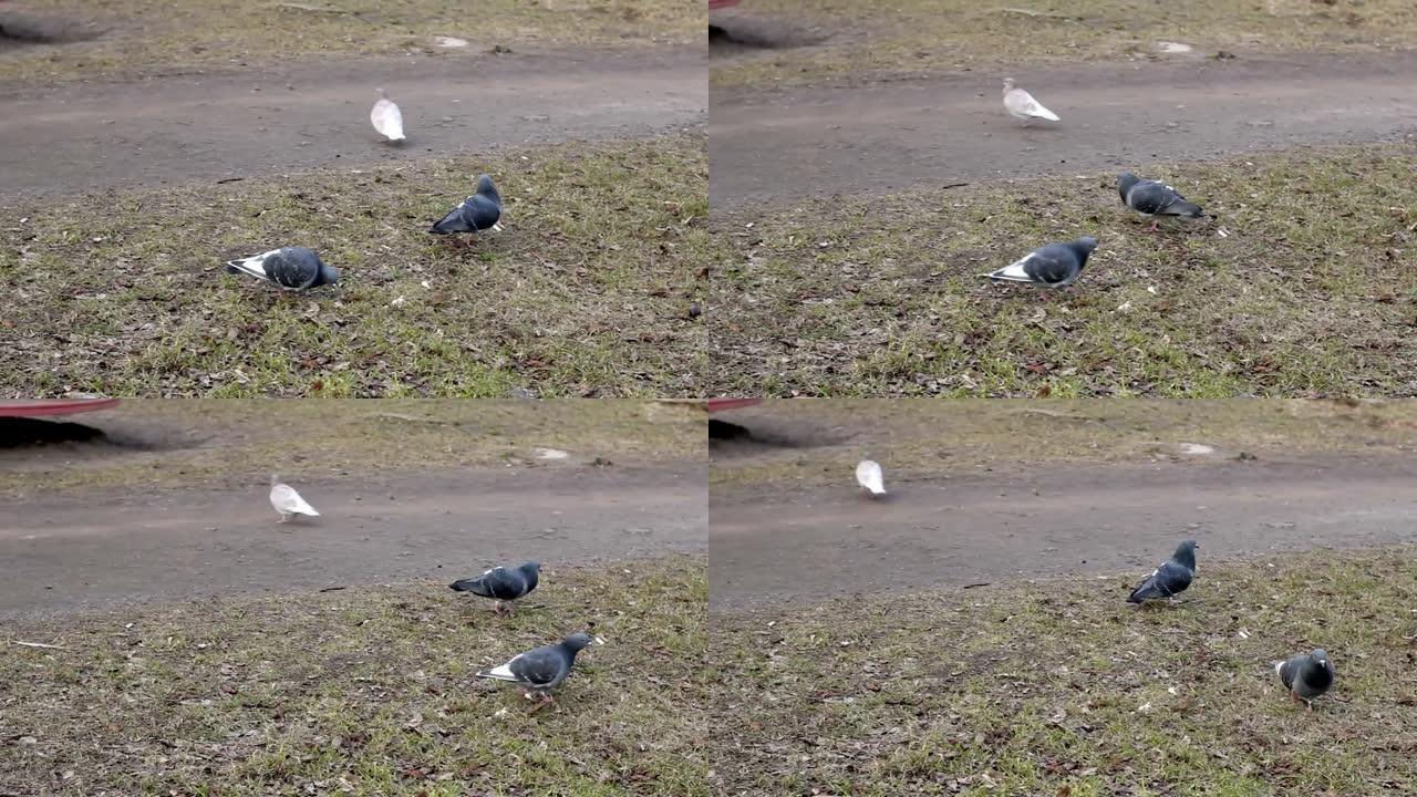 城市草坪上的鸽子鸽子觅食野生鸽子