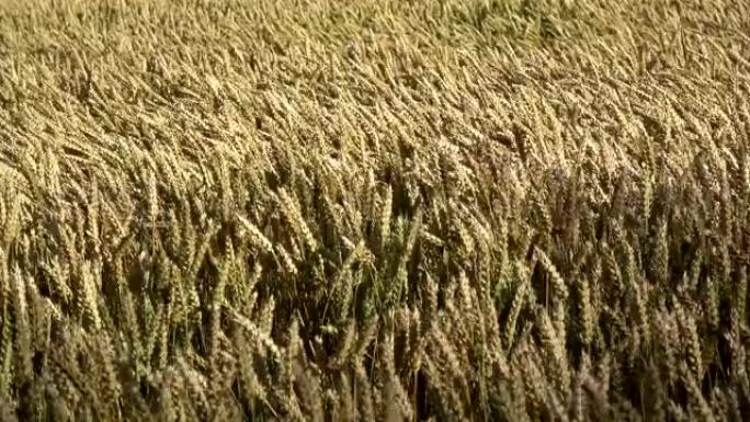 风中的抽象成熟金色小麦背景
