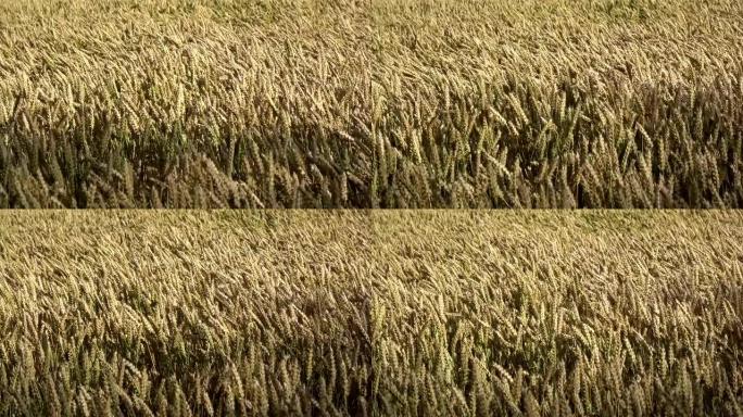 风中的抽象成熟金色小麦背景