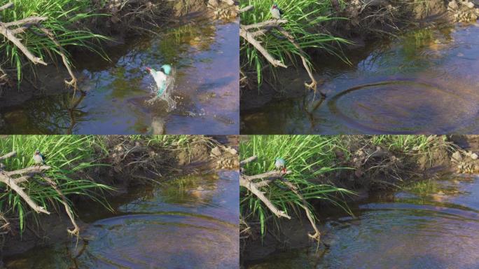 一只翠鸟潜入非洲荒野的一个小池塘里，钓一条小鱼。慢动作。非洲野生动物园。