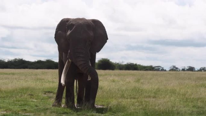 非洲象 (Loxodonta africana) 大公牛