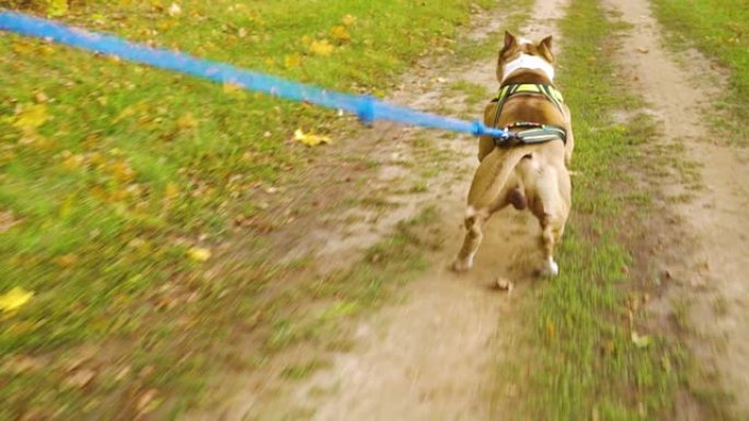 美国斯塔福德郡梗犬在秋季公园与主人在一起