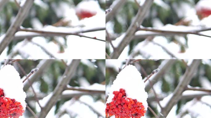 白桦树在雪中