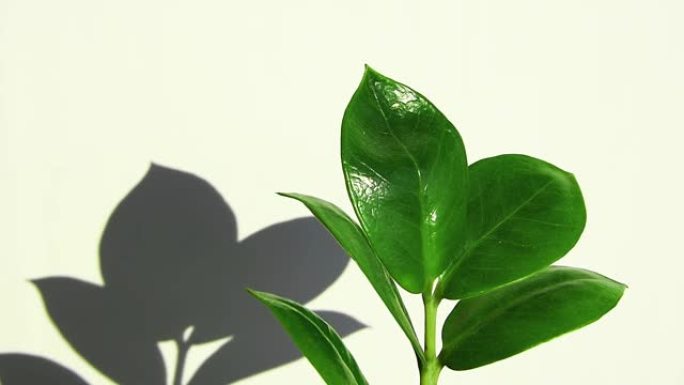 华丽的室内植物zamioctulcas在白色背景上弄湿，绿色的叶子和带有水滴的树枝春天新鲜的室内花朵