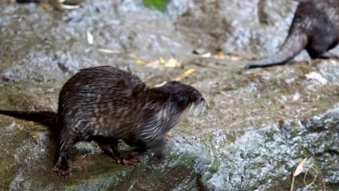 东方小爪水獭群 (Amblonyx cinereus)，又称亚洲小爪水獭。