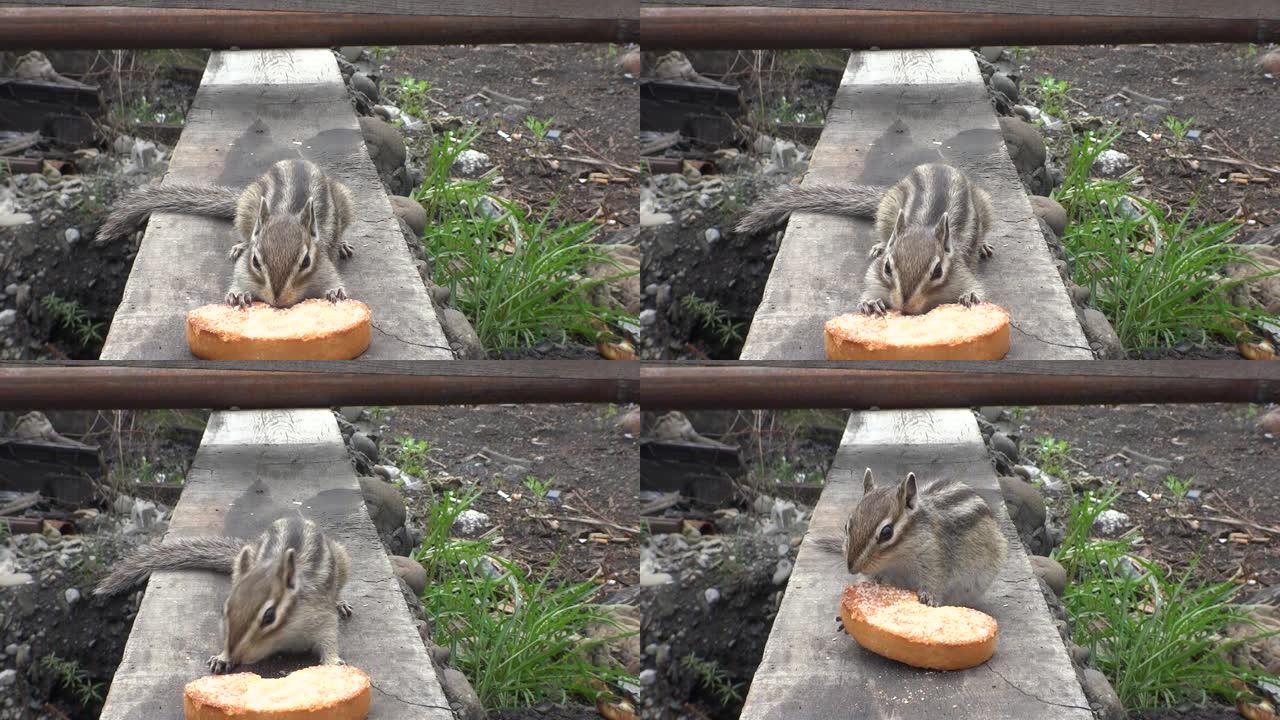 咀嚼干面包的花栗鼠