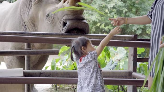 亚洲母亲和小女儿在笼子里喂犀牛，母亲和小女儿参观动物公园。夏天快乐的家庭，现实生活