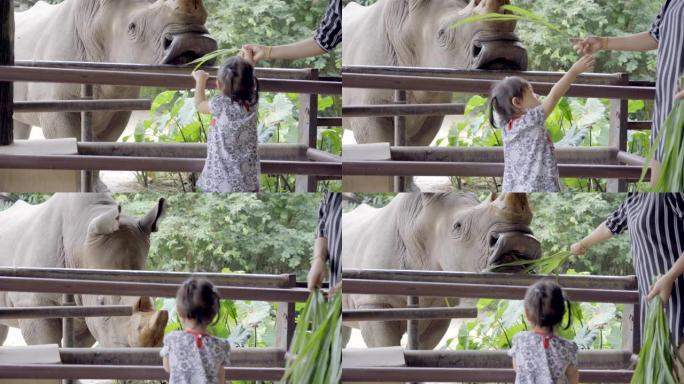 亚洲母亲和小女儿在笼子里喂犀牛，母亲和小女儿参观动物公园。夏天快乐的家庭，现实生活