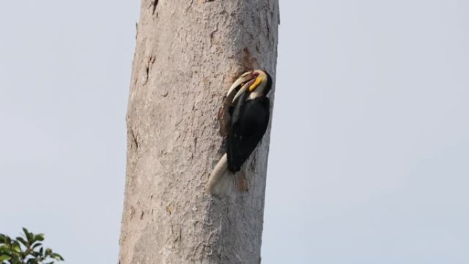 白天，在泰国亚洲考艾国家公园，关闭雄性花环犀鸟 (Rhyticeros undulatus) 在树上