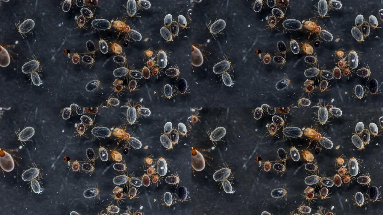 在显微镜下关闭狗蜱和跳蚤，以便在实验室研究。