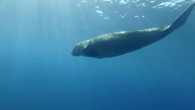 海牛 (儒艮Dugong dugon) 呼吸，并在早晨的阳光照射下在蓝色的水中缓慢游泳。水下射击，低